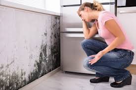 Metuchen, NJ Mold Prevention & Removal  Company